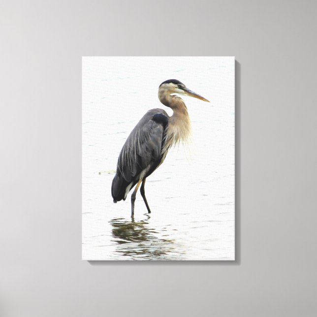 Great Blue Heron Portrait Leinwanddruck (Vorderseite)