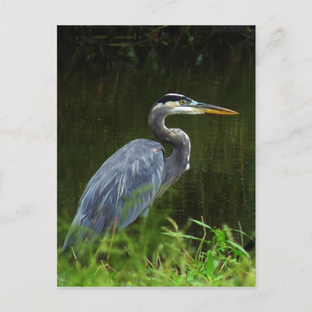 Great Blue Heron Postcard 3 Postkarte (Vorderseite)