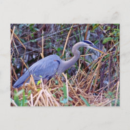 GREAT BLUE HERON POSTCARD POSTKARTE