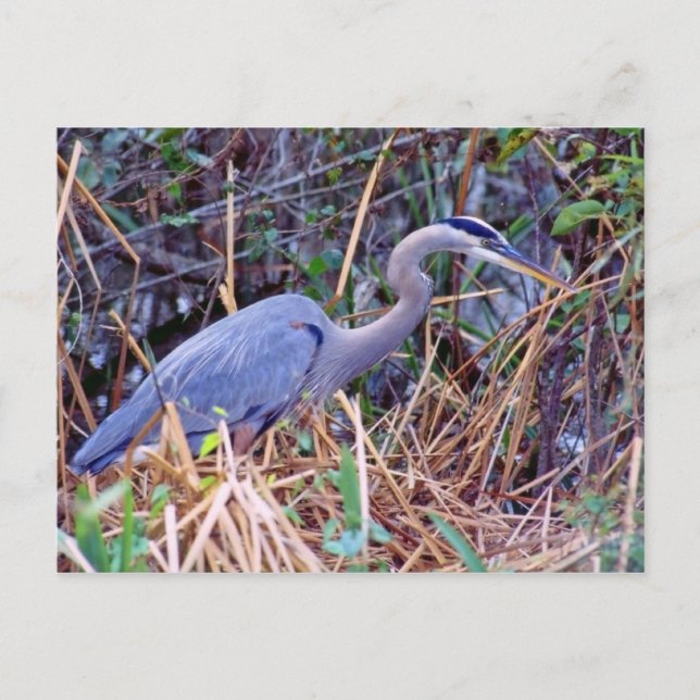 GREAT BLUE HERON POSTCARD POSTKARTE (Vorderseite)