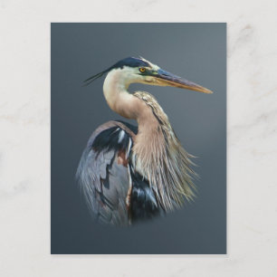 Great Blue Heron Postcard Postkarte