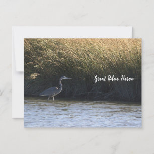 Great Blue Heron Postcard Postkarte
