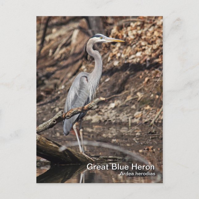 Great Blue Heron Postcard Postkarte (Vorderseite)