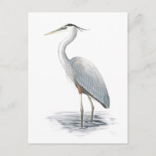 Great Blue Heron Postcard Postkarte