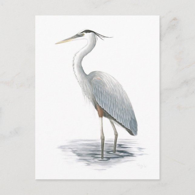 Great Blue Heron Postcard Postkarte (Vorderseite)