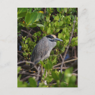 Great Blue Heron Postcard Postkarte