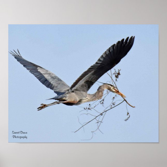 Great Blue Heron Poster (Vorne)