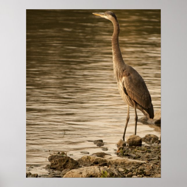 Great Blue Heron Poster (Vorne)