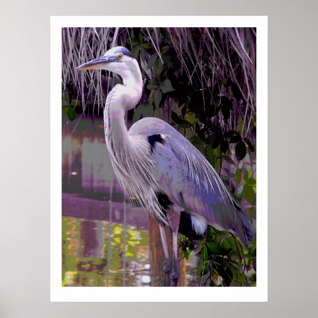 Great Blue Heron Poster (Vorne)