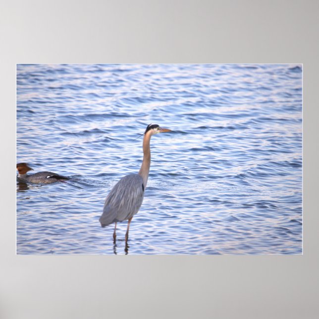Great Blue Heron Poster (Vorne)