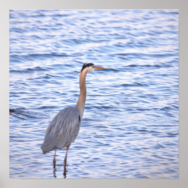 Great Blue Heron Poster (Vorne)