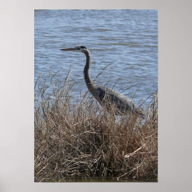 Great Blue Heron Poster (Vorne)