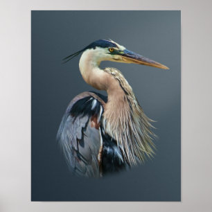 Great Blue Heron Poster