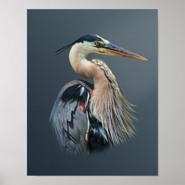 Great Blue Heron Poster (Vorne)