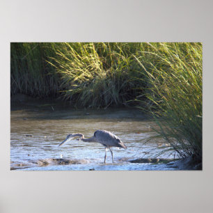 Great Blue Heron Poster