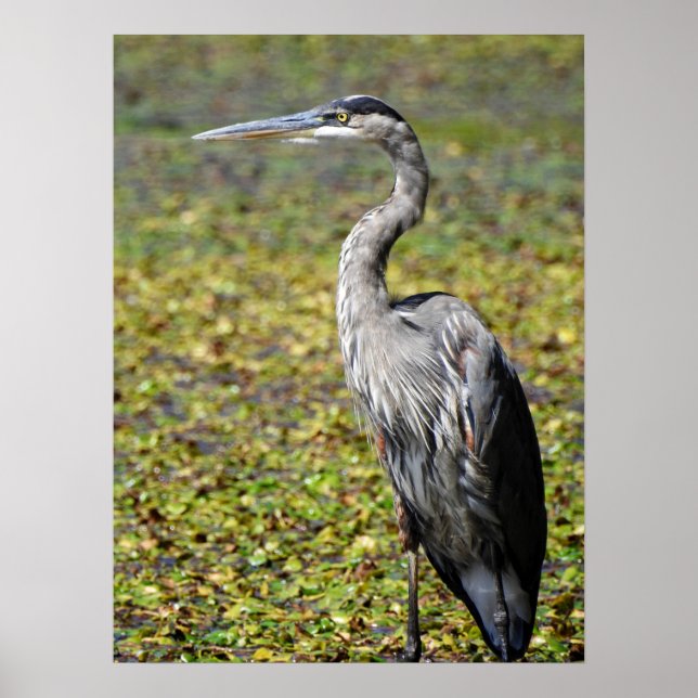 Great Blue Heron Poster (Vorne)