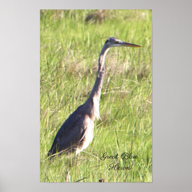 Great Blue Heron Poster (Vorne)