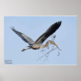Great Blue Heron Poster