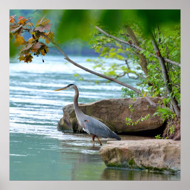 Great Blue Heron Poster (Vorne)