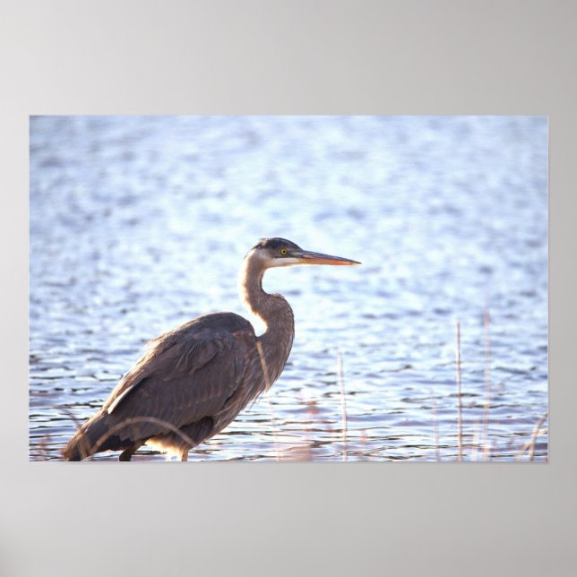 Great Blue Heron Poster (Vorne)