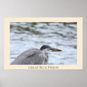 Great Blue Heron Poster