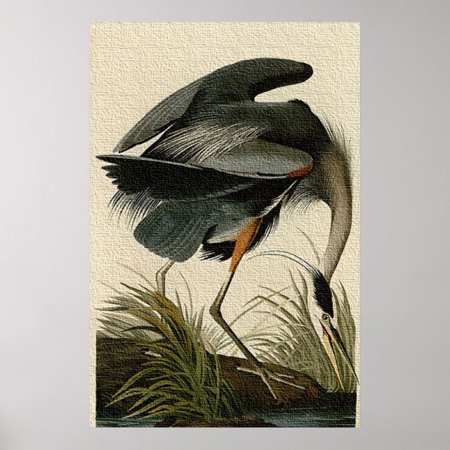 Great Blue Heron Poster Print (Vorne)
