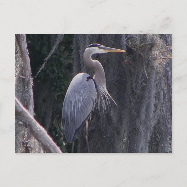 Great Blue Heron Postkarte (Vorderseite)