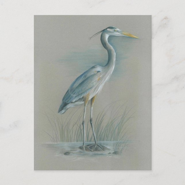 Great Blue Heron Postkarte (Vorderseite)