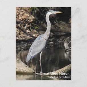 Great Blue Heron Postkarte