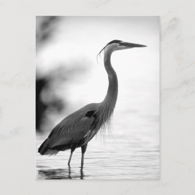 Great Blue Heron Postkarte (Vorderseite)