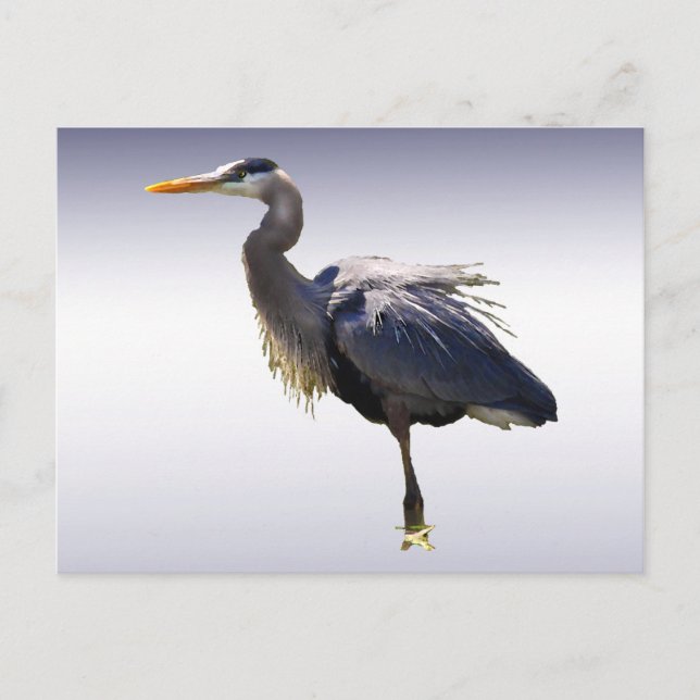 Great Blue Heron Postkarte (Vorderseite)