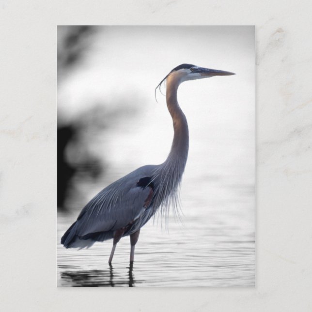 Great Blue Heron Postkarte (Vorderseite)