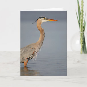 Great Blue Heron Profil Grußkarte Karte