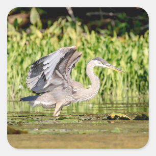 Great Blue Heron Quadratischer Aufkleber
