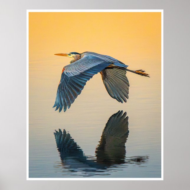 Great Blue Heron Reflection Wildlife Bird Photo Poster (Vorne)