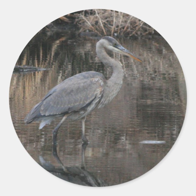 Great Blue Heron Runder Aufkleber (Vorderseite)