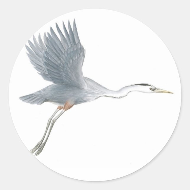 Great Blue Heron Start Off Sticker (Vorderseite)