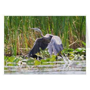 Great Blue Heron startet
