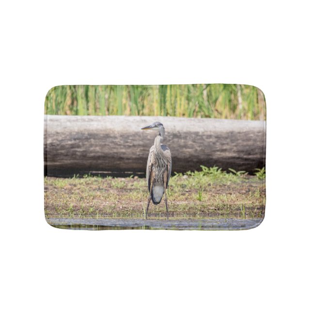 Great Blue Heron stehend in Lake Champlain Badematte (Vorderseite)