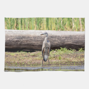 Great Blue Heron stehend in Lake Champlain Küchentuch