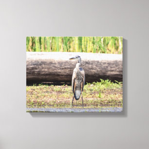 Great Blue Heron stehend in Lake Champlain Leinwanddruck