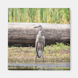 Great Blue Heron stehend in Lake Champlain Magnet