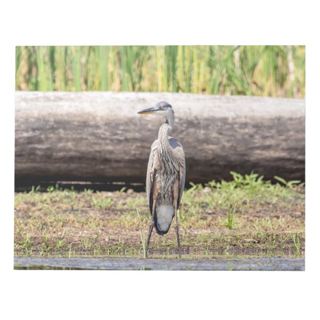 Great Blue Heron stehend in Lake Champlain Notizblock (Vorderseite)