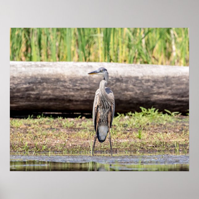 Great Blue Heron stehend in Lake Champlain Poster (Vorne)
