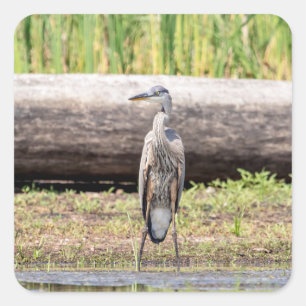 Great Blue Heron stehend in Lake Champlain Quadratischer Aufkleber