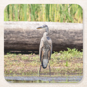 Great Blue Heron stehend in Lake Champlain Rechteckiger Pappuntersetzer