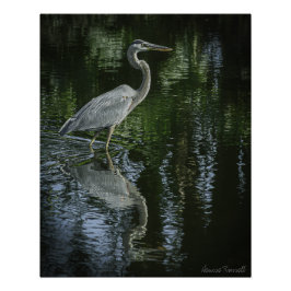 "Great Blue Heron" Stretched Canvas Print Poster