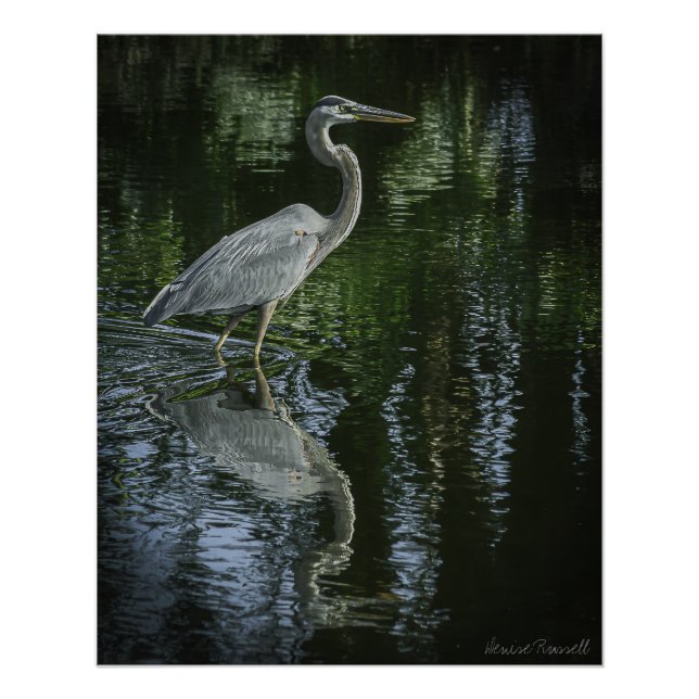 "Great Blue Heron" Stretched Canvas Print Poster (Vorderseite)