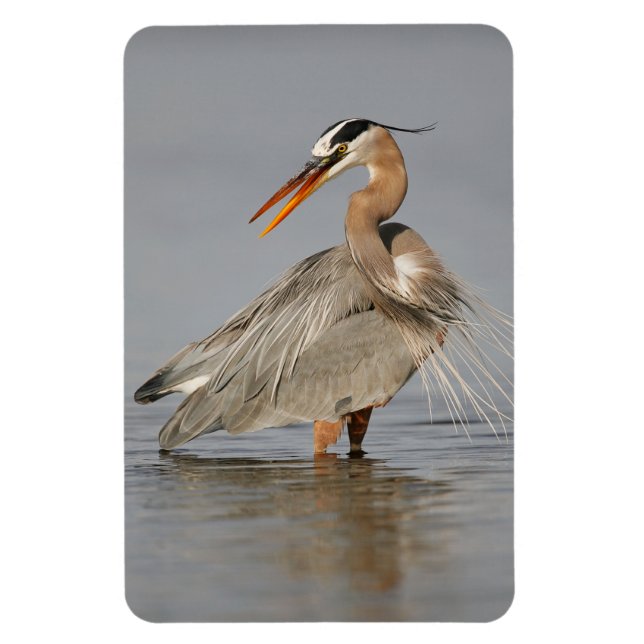 Great Blue Heron Twisted 4x6 Magnet (Vertikal)