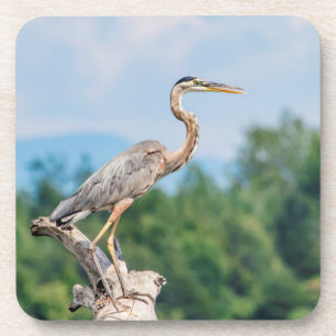 Great Blue Heron Untersetzer